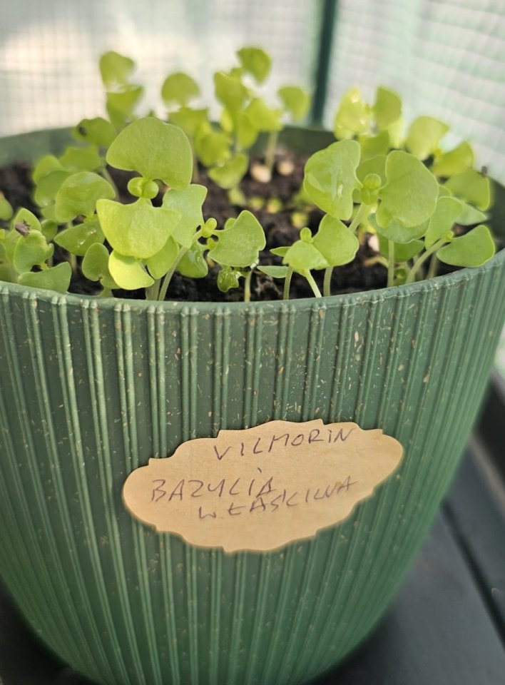 Svojskie zioła Bazylia