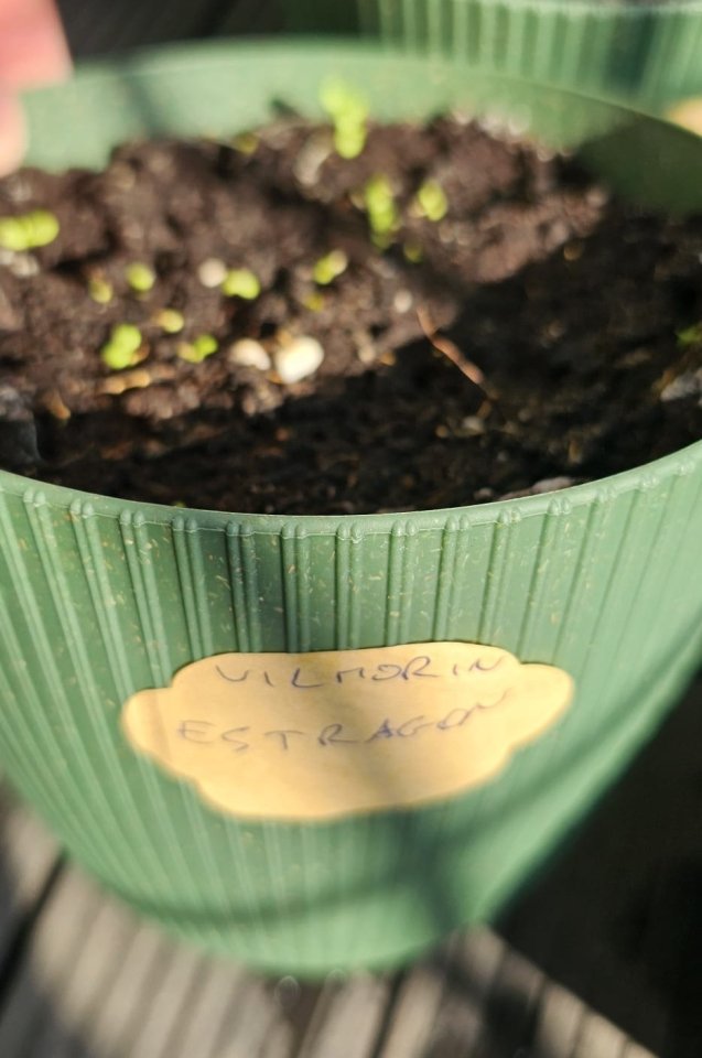 Svojskie zioła Estragon