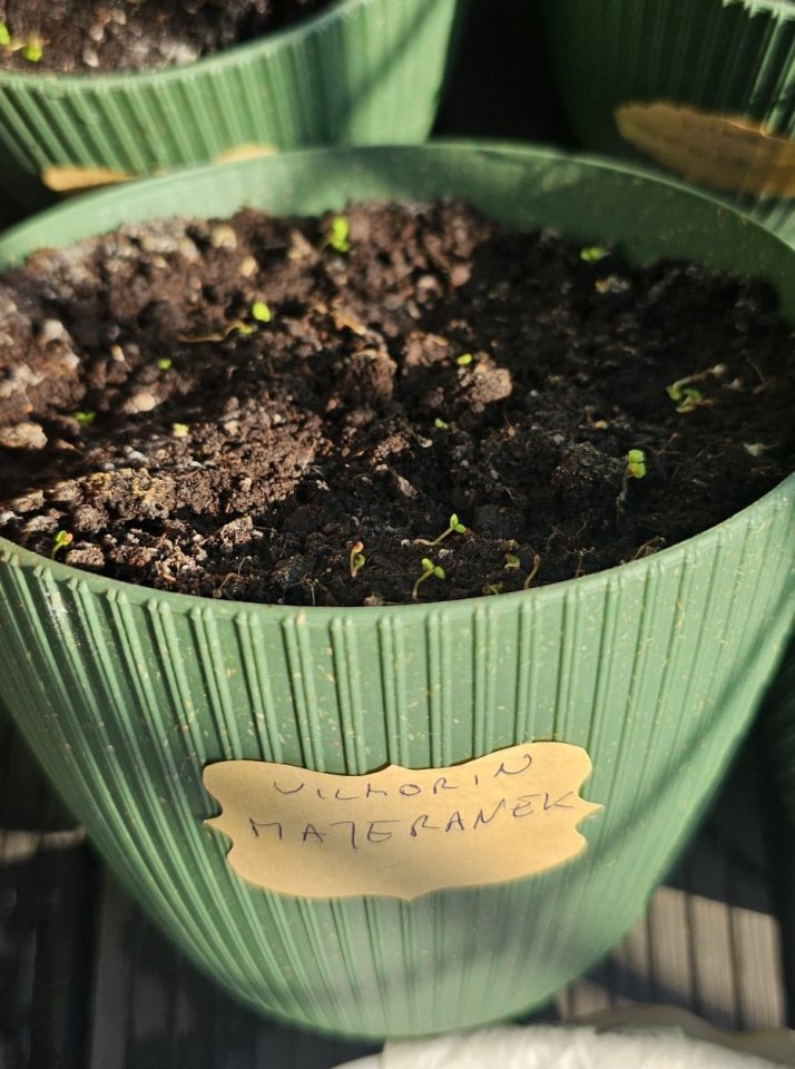 Svojskie zioła Majeranek