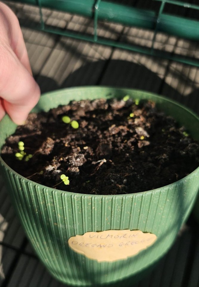 Svojskie zioła Oregano