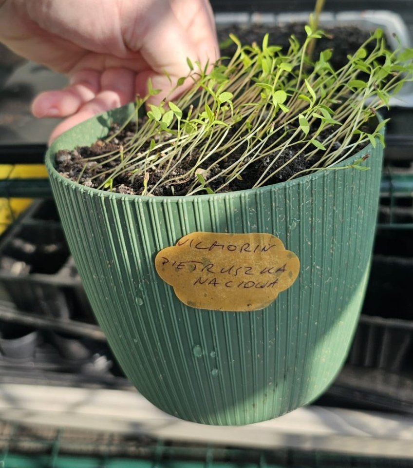 Svojskie zioła PIetruszka