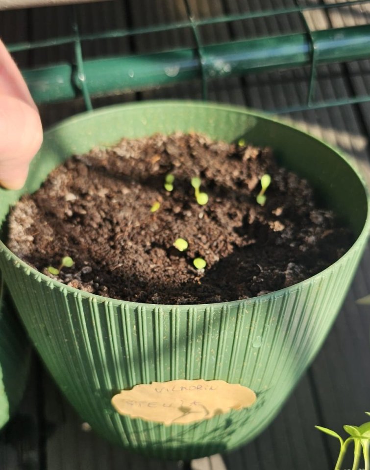 Svojskie zioła Stewia