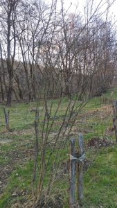 Aronia. Svojskie