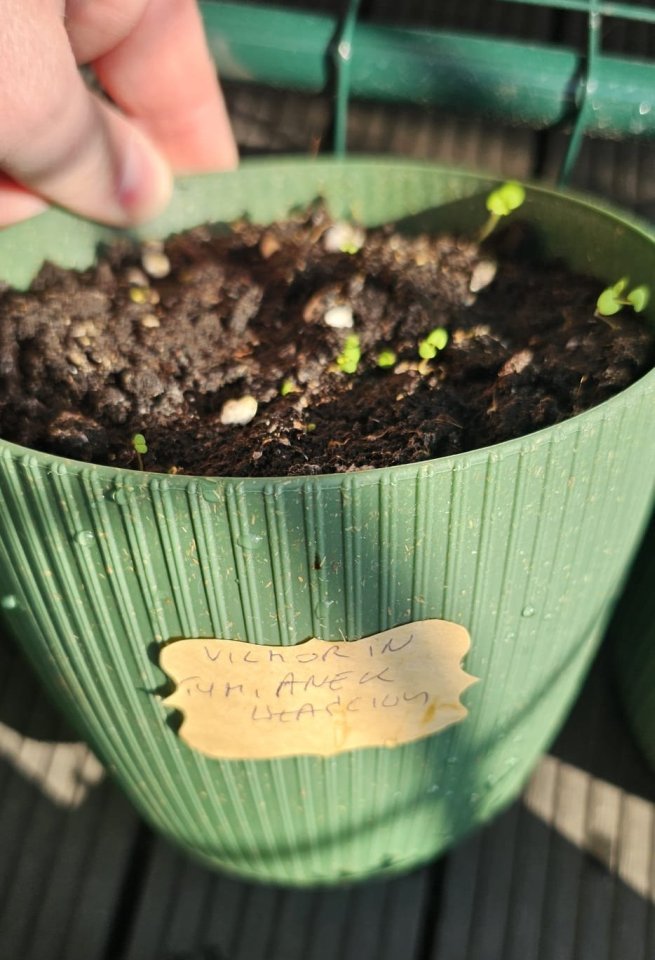 Svojskie zioła Tymianek