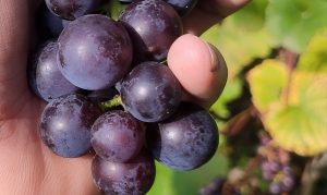 Wino gronowe 2022 na drożdżach dzikich i szlachetnych