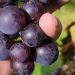 Wino gronowe 2022 na drożdżach dzikich i szlachetnych