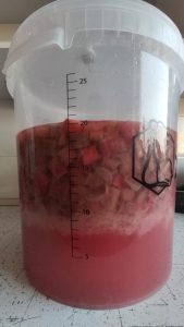 wino rabarbarowe z truskawkami | Svojskie.pl. Domowy wyrób wina i innych smakołyków.