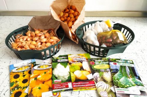 Wiosenne zakupy cebuli dymki, odmiana Efekt oraz Wolska. Czerwonej, Carmen, czosnku oraz nasion warzyw.